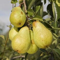 5038838000935 1 Pear WilliamsBon Chrtien Bush Qui A12L.jpg